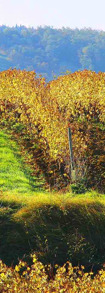 Creator of Blanquette and Cremant  de Limoux 