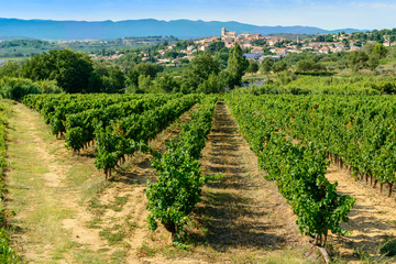 Photo de vignoble dans le Languedoc 