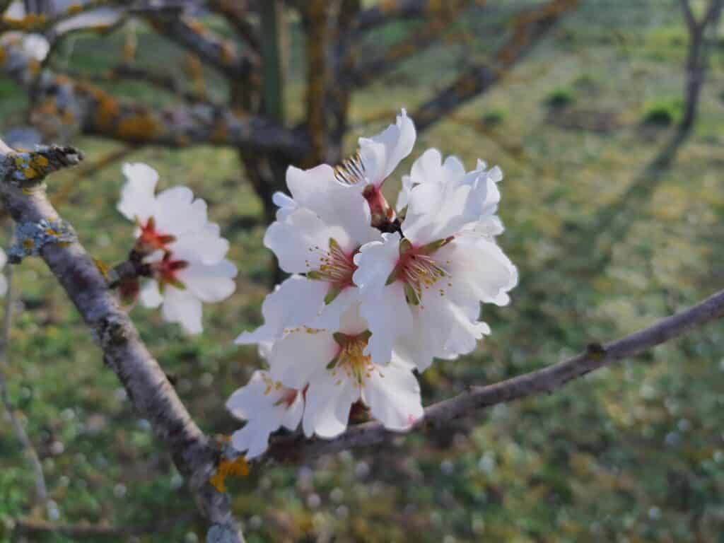 Le Printemps est là !