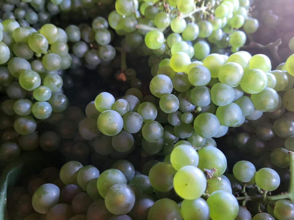 Gros plan sur des grappes de raisins verts frais et juteux, certains grains brillent sous la lumière, prêts à être dégustés.