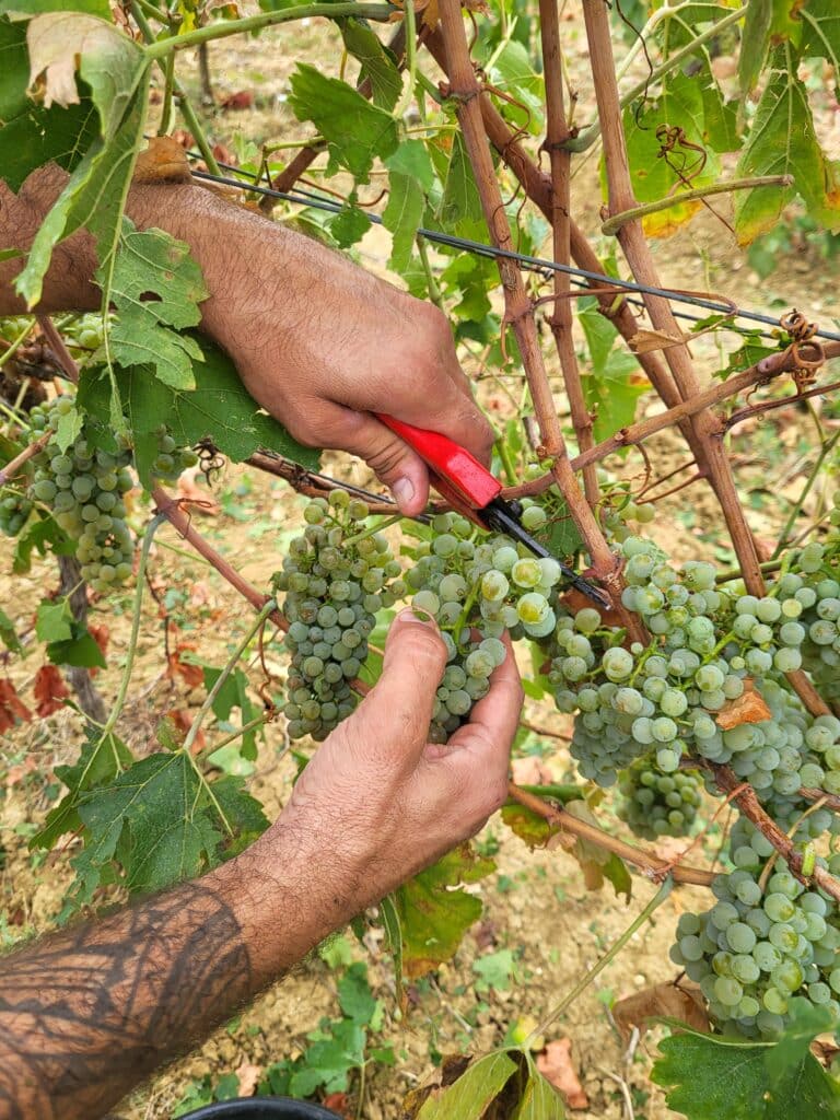 Mains tatouées récoltant des grappes de raisins blancs avec un sécateur rouge dans un vignoble.